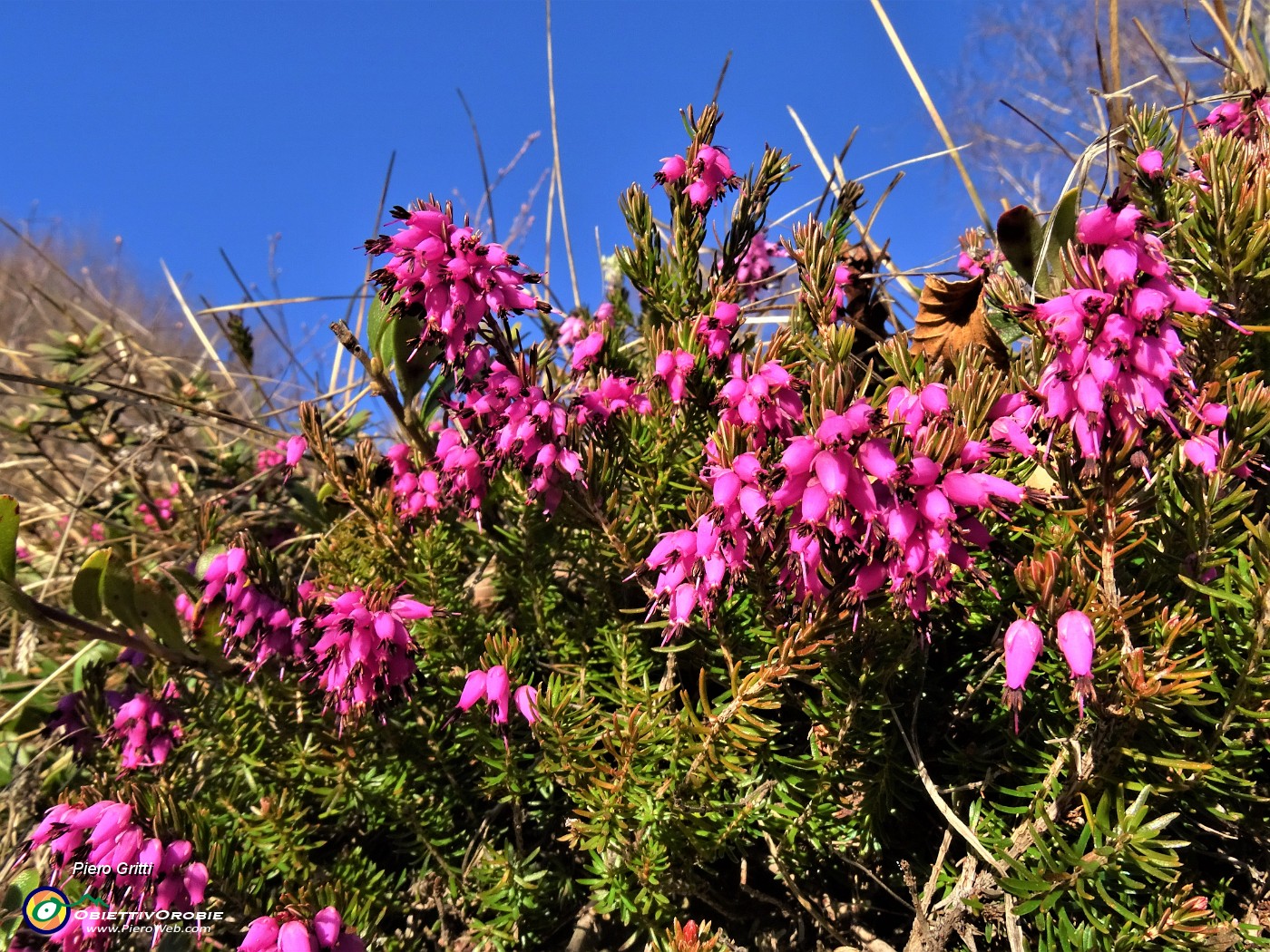 19 Erica in fiore .JPG
